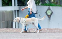 日本盲導犬協会のHPへ