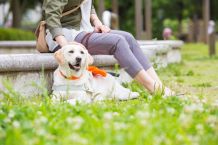 日本盲導犬協会のHPへ