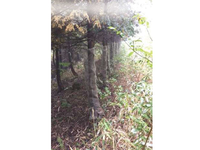 幼木保護ネット「フォレストガード エコ」