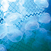 クラゲ対策・海洋イメージ
